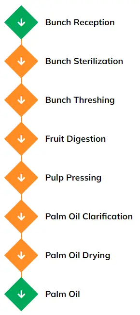 Fresh-Fruit-Branches-Process